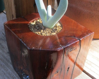 Mature Redwood Planter