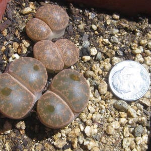 May include: Four Lithops succulents with rounded, split-leaf bodies in shades of brown and green with mottled patterns. The plants are positioned next to a silver United States dime for scale, resting in a container filled with small, coarse soil.