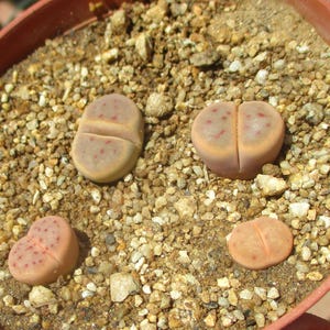 May include: Four small, rounded, succulent lithops plants with smooth, beige-toned surfaces and subtle reddish-brown speckles. These plants are embedded in a round, terracotta-colored pot filled with coarse, light brown gravel and small stones.