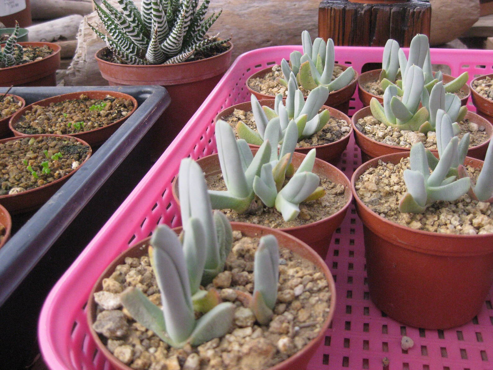 Five Bare Root Lobster's Claw Succulent Plants Etsy