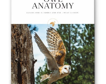 Firefly Nature School - Lesson - What a Hoot! - Owl Anatomy