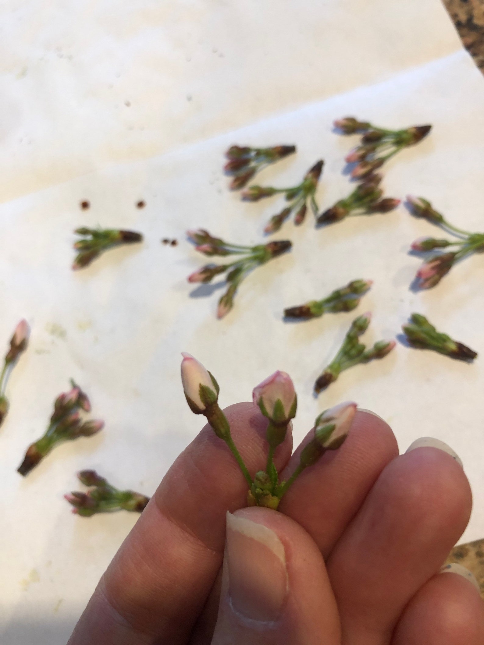 Dried flowers and leaves. Featuring 50 Tiny Precious dried ...