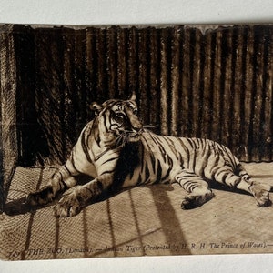 Vintage Tiger Postcard, Vintage Tiger Pic, Antique Photo, Old Photo, Tiger Postcard, Animal Postcard, Vintage Zoo postcard, London Postcard image 3