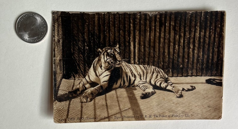 Vintage Tiger Postcard, Vintage Tiger Pic, Antique Photo, Old Photo, Tiger Postcard, Animal Postcard, Vintage Zoo postcard, London Postcard image 3