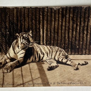 Vintage Tiger Postcard, Vintage Tiger Pic, Antique Photo, Old Photo, Tiger Postcard, Animal Postcard, Vintage Zoo postcard, London Postcard image 1