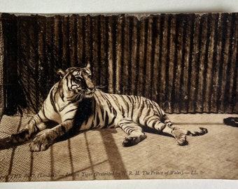 Vintage Tiger Postcard, Vintage Tiger Pic, Antique Photo, Old Photo, Tiger Postcard, Animal Postcard, Vintage Zoo postcard, London Postcard