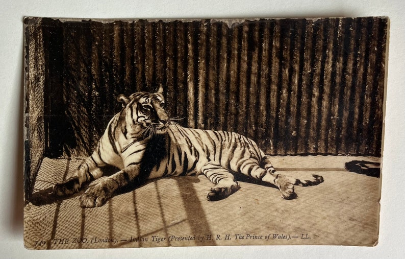 Vintage Tiger Postcard, Vintage Tiger Pic, Antique Photo, Old Photo, Tiger Postcard, Animal Postcard, Vintage Zoo postcard, London Postcard image 1