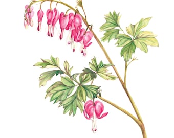 Art Print of Bleeding Heart Perennial Watercolor