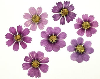 REAL PRESSED FLOWERS 24 PURPLE LACE FLOWERS IDEAL FOR CARD MAKING FLORAL CRAFT 