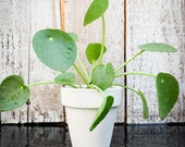 Baby Chinese Money Plant