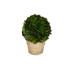 Mini Preserved Boxwood Ball in Cement Pot, Handmade Topiary