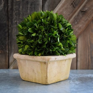 8&quot; geconserveerde buxus vormsnoei/conserven vormsnoei/geconserveerd buxus vormsnoei in vierkante pot/buxus bal in pot /decoratief buxus/bal in pot