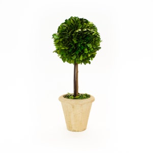 16” Preserved boxwood topiary/Topiaries/Topiary in pot/Boxwood/Preserved boxwood/Flowers/Topiary/dried flower/Traditional Home decor/Florals