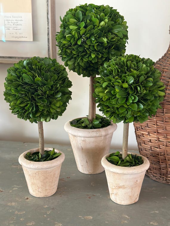16インチの保存処理済みツゲのトピアリー／トピアリー／鉢植え