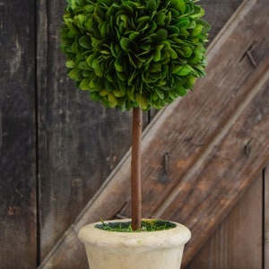 Moss Ball Topiary, 8 Inch Preserved Moss Topiary