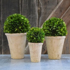 Geconserveerd buxushout/set Buxus/Thinking of You/Buxusvormsnoeiset/Set geconserveerd buxushout/Snijbomen/vormsnoeihout/Geconserveerde bloemen/Woonaccessoires