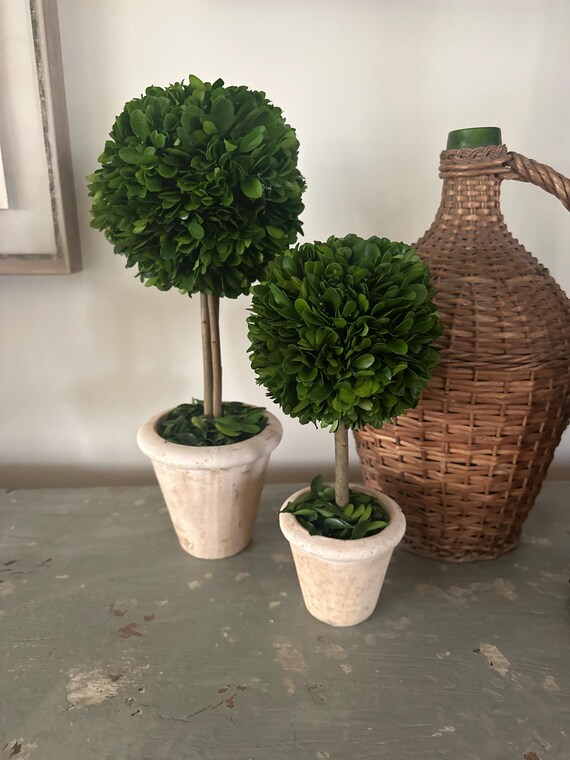 16インチの保存処理済みツゲのトピアリー／トピアリー／鉢植え