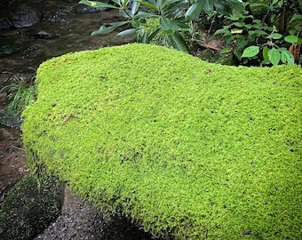 Sheet moss natural,Moss,Woodland Themed crafting,Floral supplies,Wholesale moss,Bulk order moss,Natural moss,Terrarium supplies, Plant decor