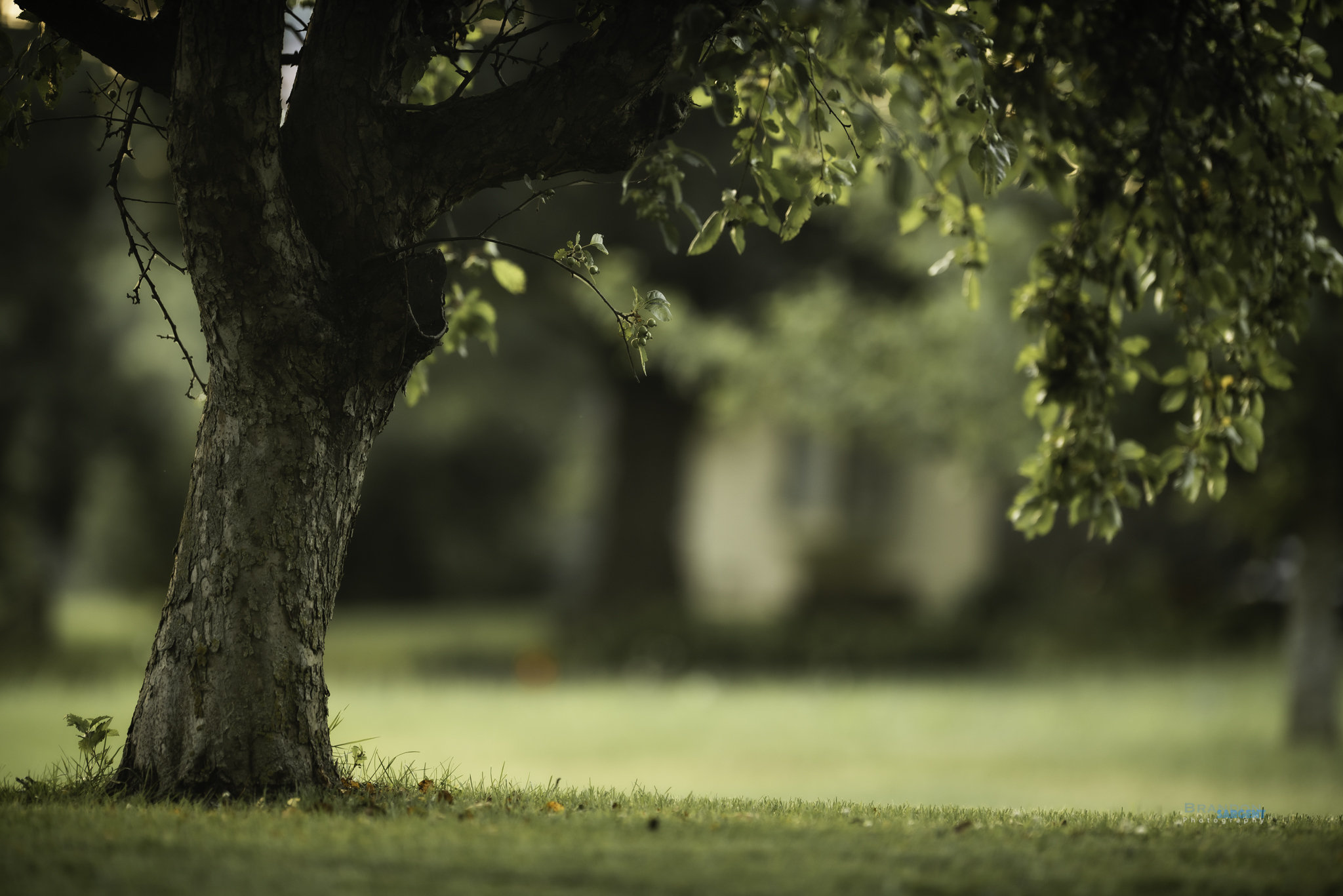 Tree Backgrounds/backdrops Pack - Etsy