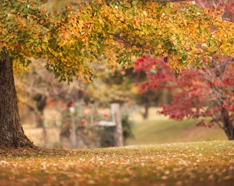 Tree Backgrounds/Backdrops Pack