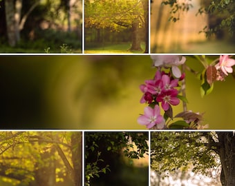 6 Spring Digital Backdrops/Backgrounds