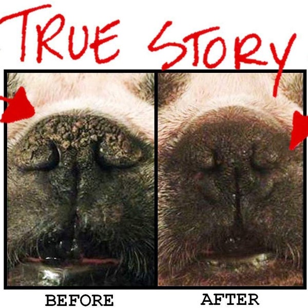 Tap To See Before & After Using #1 Organic Dog Nose Balm - Snout Magic (2oz) - Cure Dry Crusty Dog Nose Today!