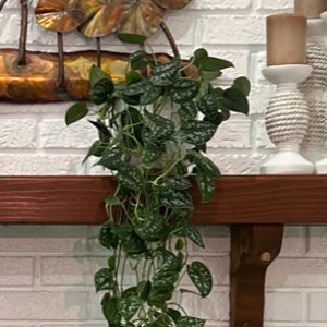 May include: A trailing houseplant with green leaves hanging from a shelf. The plant has a vine-like growth pattern and is in a white pot.