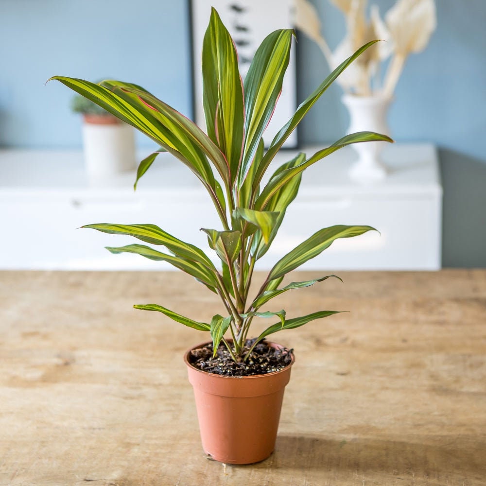 Plante d'intérieur Tropicale Cordyline Kiwi ou Red Edge,