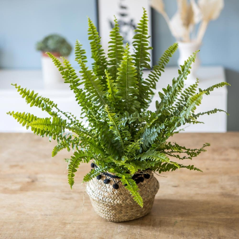 Plante Dépolluante Fougère d'intérieur