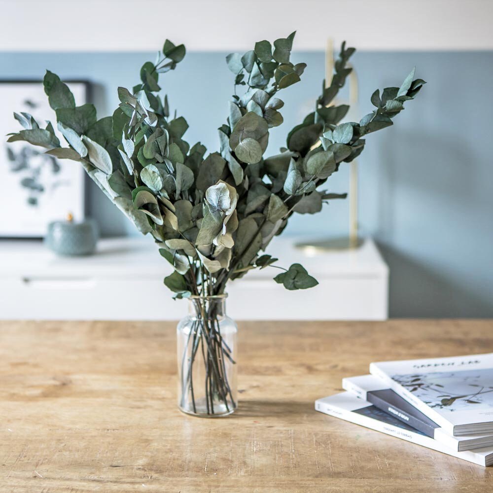 Fleurs Séchées Botte d'eucalyptus Cinerea Stabilisé