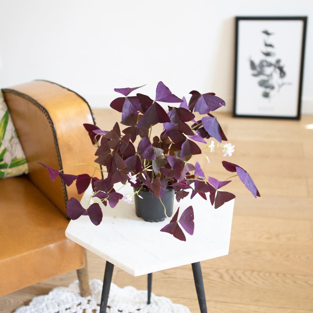 Plante d'intérieur Originale L'oxalis Triangularis