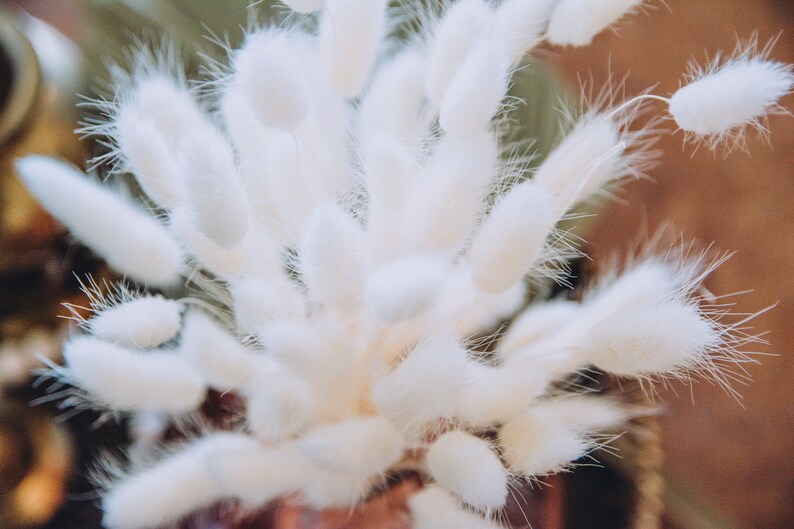 White Dried Bunny Tails 50 pc Bundle/Dried Lagurus/Boho Etsy
