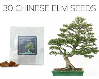 Chinese Elm Seeds Etsy