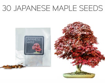 Mifutu Seed Sand Plants Perennial Bonsai Mini Purple Maple Seeds Bonsai Outdoor Plant Seeds Trees