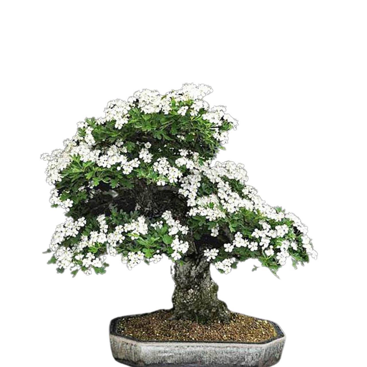 bonsai tree tall Bonsai main image 0