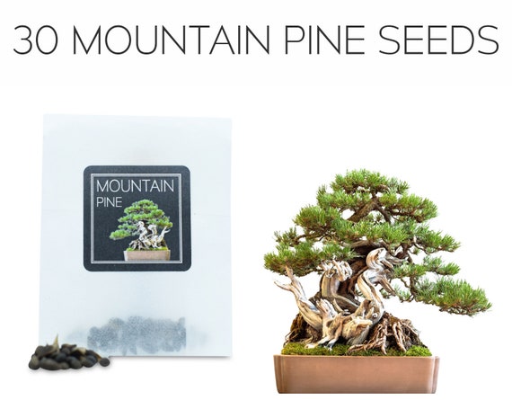 30 Mountain Pine Bonsai Seeds Grow Your Own Bonsai Tree Pinus Mugo Growing  Guide Perfect for Bonsai Beginners and Enthusiasts -  Canada