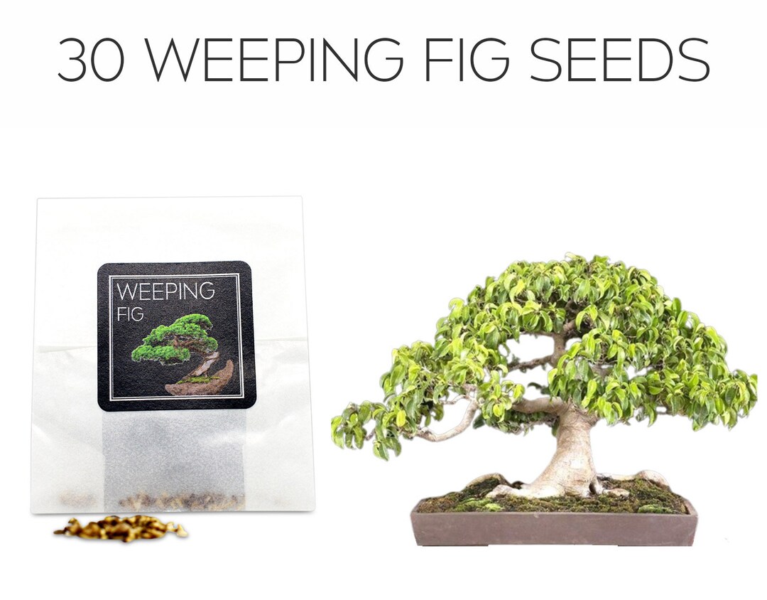 30 Weeping Fig Bonsai Seeds Grow Your Own Bonsai Tree Ficus Benjamina