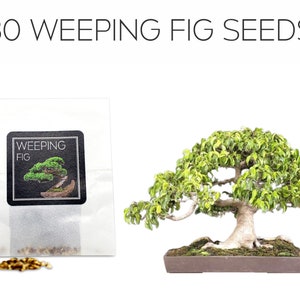 Weeping tea tree! RARE! Hardy!!! Ideal indoor or outdoor bonsai! Fresh  seeds!