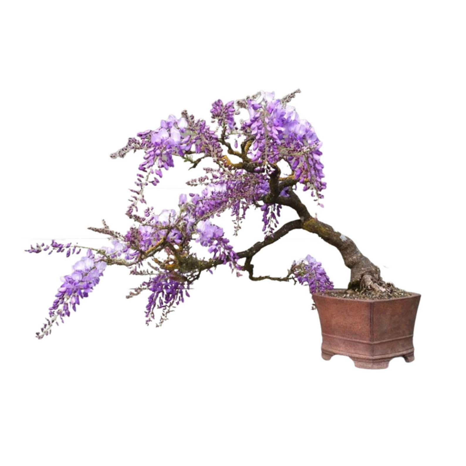 30 Blue Jacaranda Seeds Grow Your Own Bonsai Tree Etsy