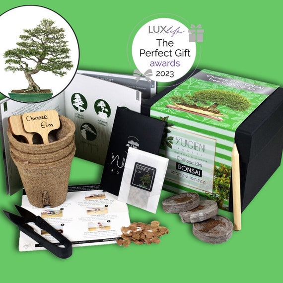  Grow Your Own Bonsai Tree kit