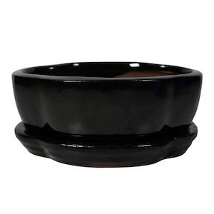 Peut inclure: Pot à bonsaï en céramique noire glacée avec une soucoupe assortie. Le pot a une forme arrondie avec un bord festonné.