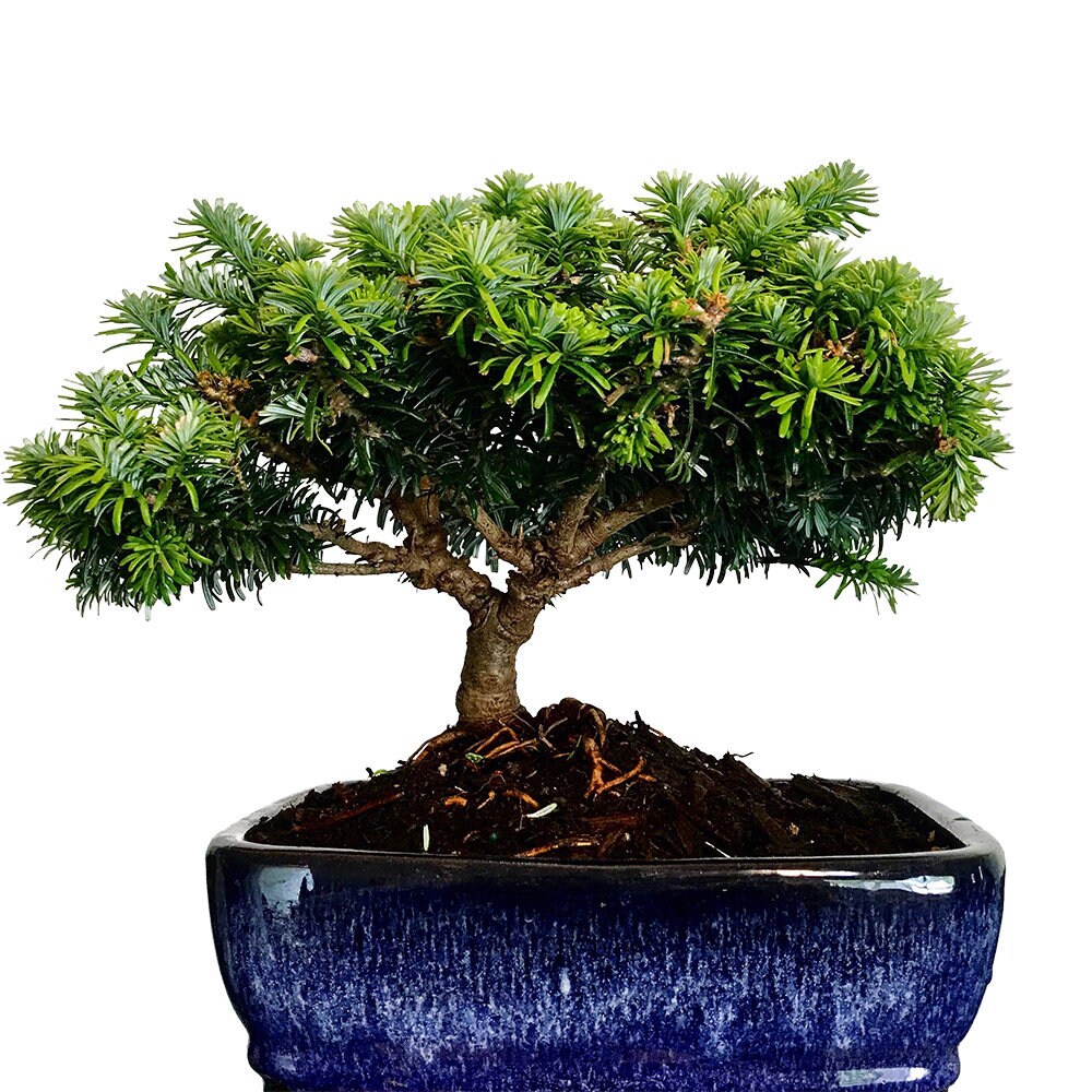 winterschneeball bonsai Lorbeer-Schneeball