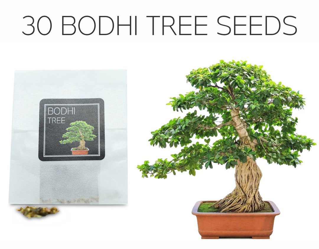 30 Bodhi Tree / Sacred Fig Bonsai Seeds Grow Your Own Bonsai Tree Ficus