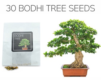 Sacred Fig Bonsai Tree Seeds Sacred Ficus Tree Ficus Religiosa 25+ Seeds 