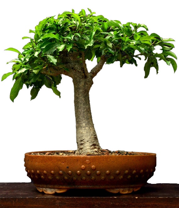 10 Baobab Tree Bonsai Seeds Grow Your Own Bonsai Tree Etsy