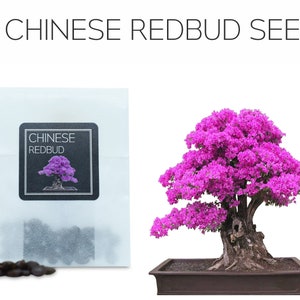 30 Chinese Redbud Bonsai Seeds | Grow Your Own Bonsai Tree | Cercis Chinensis | Growing Guide | Perfect for Bonsai Beginners and Enthusiasts