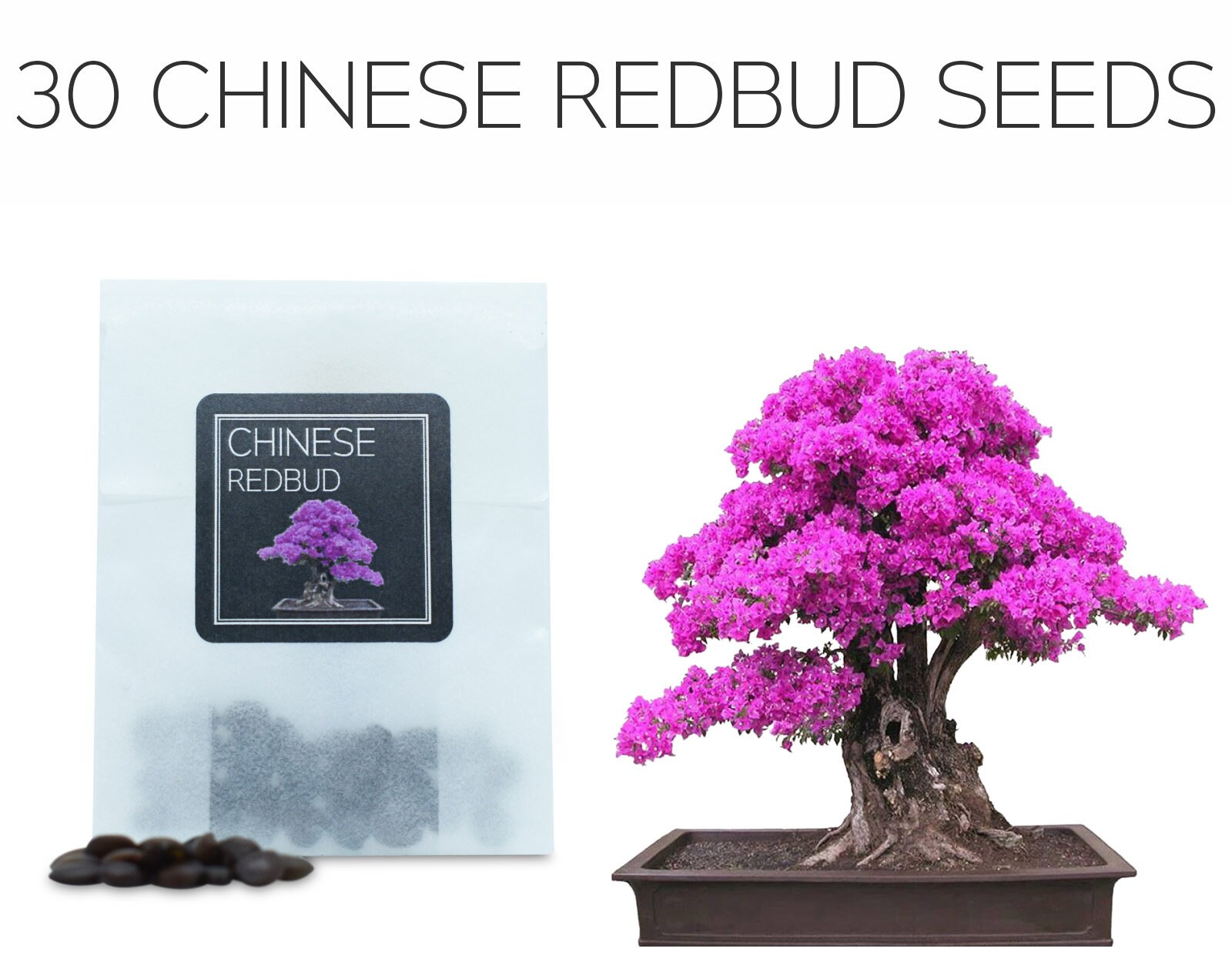 Grow Your Own Bonsai Starter Kit, Judas Tree, Indoor