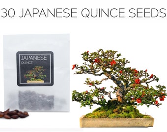30 Japanese Quince Seeds Grow Your Own Bonsai Tree Chaenomeles Japonica  Growing Guide Perfect for Bonsai Beginners and Enthusiasts -  Norway