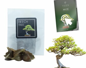 ALDER - ALNUS GLUTINOSA- 50 Seeds - Bonsai Seeds - Etsy Canada
