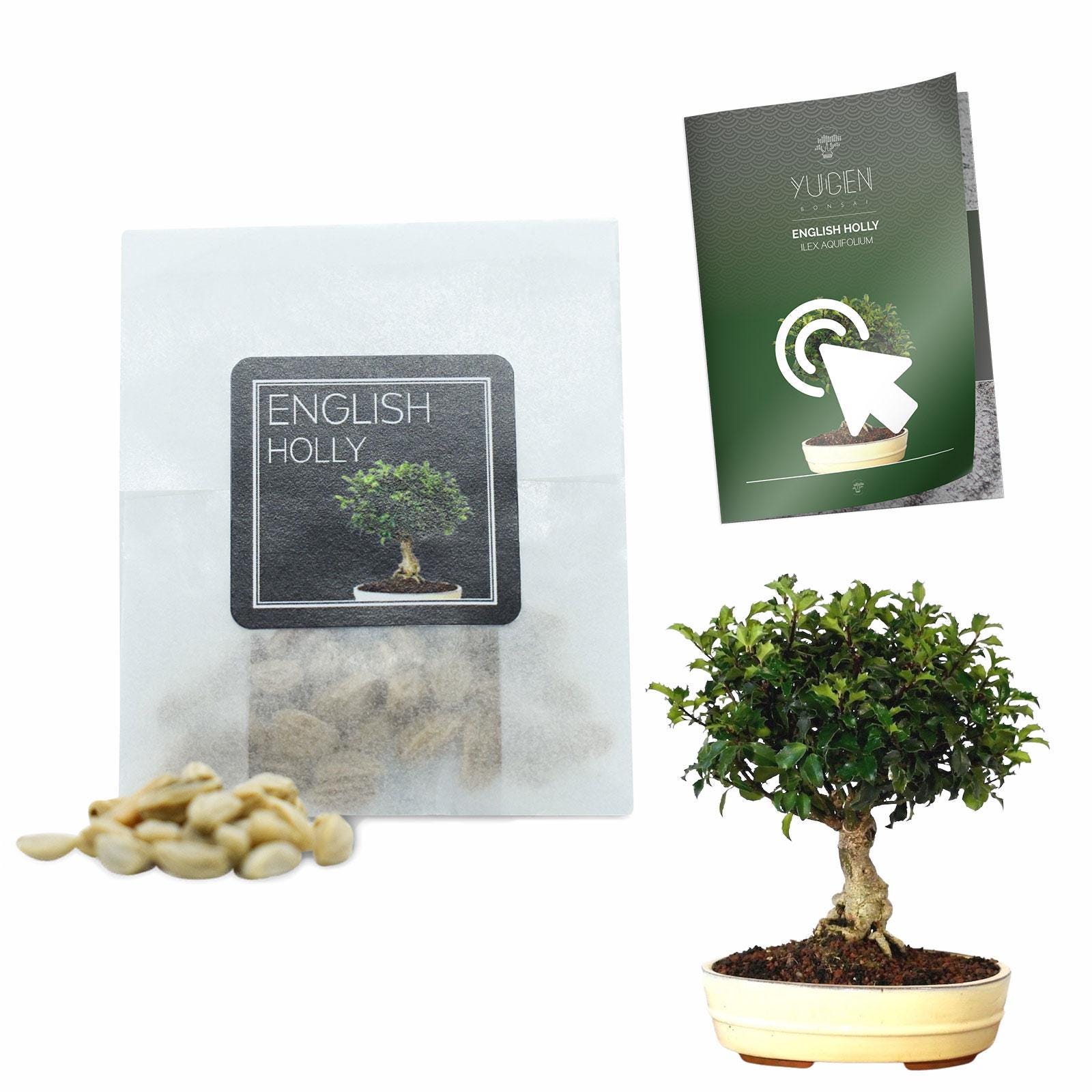 30 English Holly Seeds | Grow Your Own Bonsai Tree | Ilex Aquifolium |  Growing Guide | Perfect for Bonsai Beginners and Enthusiasts - Etsy Norway